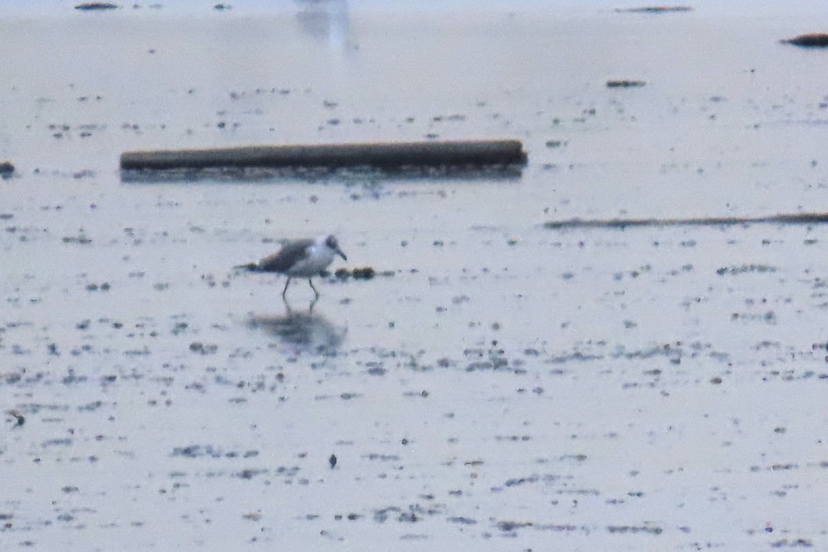 Laughing Gull - ML646115697