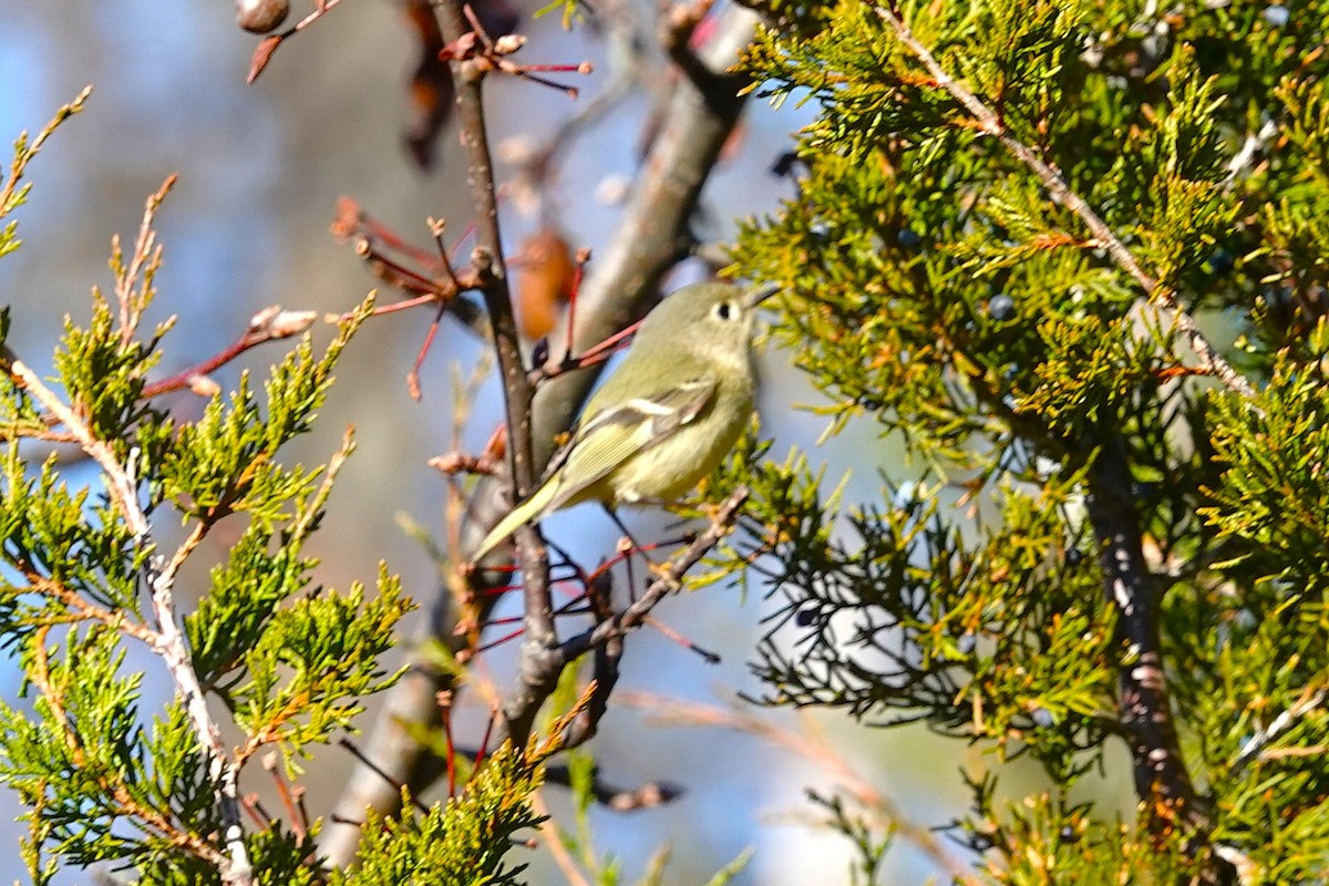 Золотомушка рубіновочуба - ML646115698