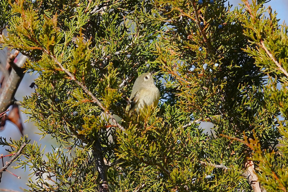 Золотомушка рубіновочуба - ML646115699