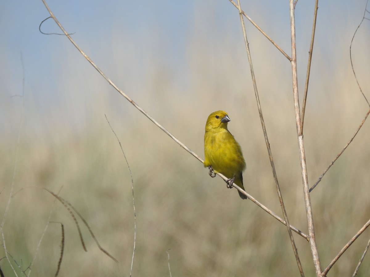 Parasitic Weaver - ML646115702