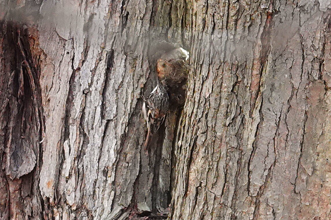 Brown Creeper - ML646115705