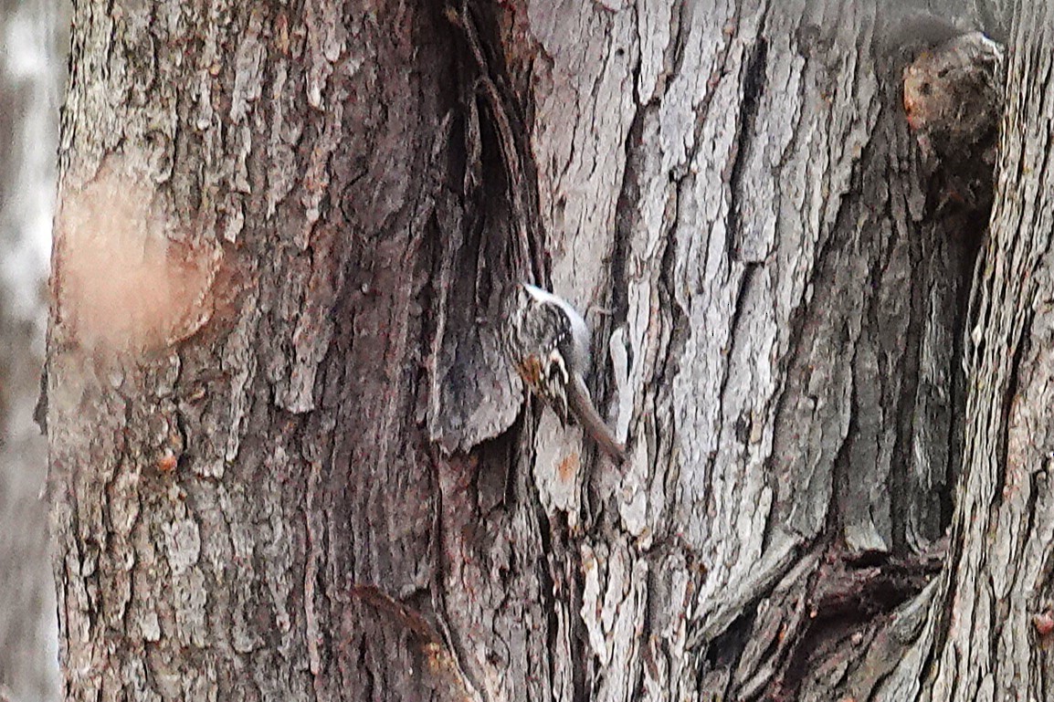 Brown Creeper - ML646115706