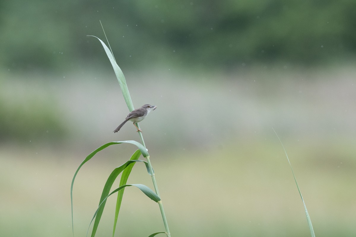Plain Prinia - ML646115707