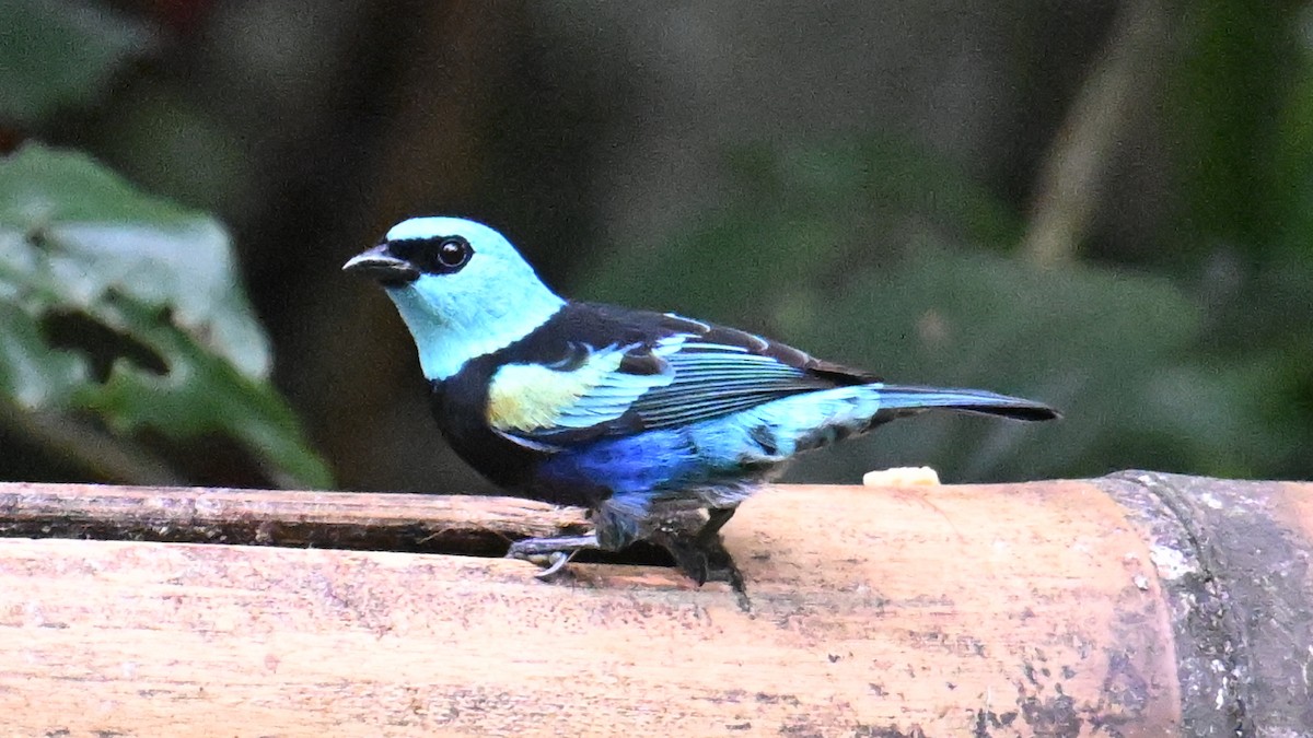 Calliste à cou bleu - ML646115708