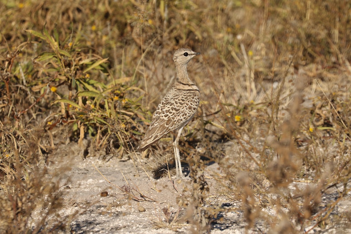 Бігунець смугастоволий - ML646115709