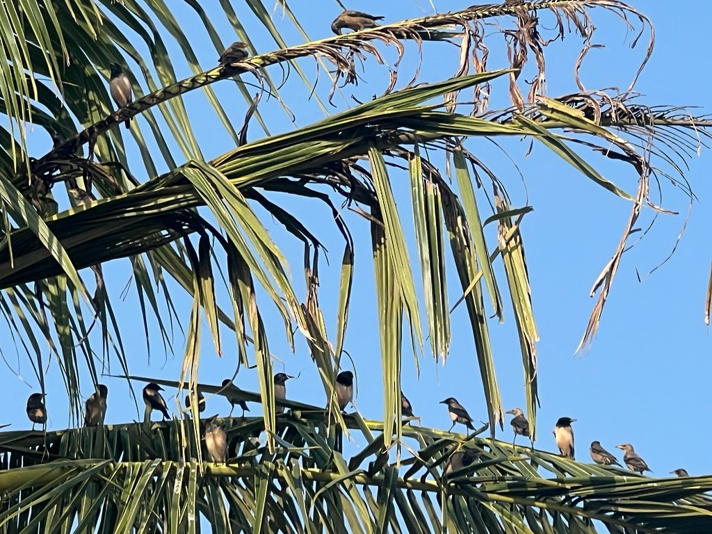 Rosy Starling - ML646115722