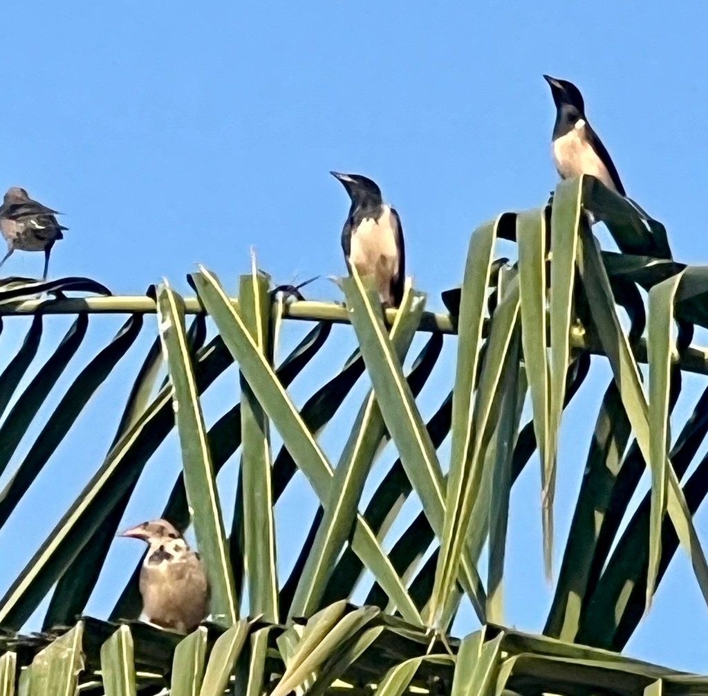 Rosy Starling - ML646115723