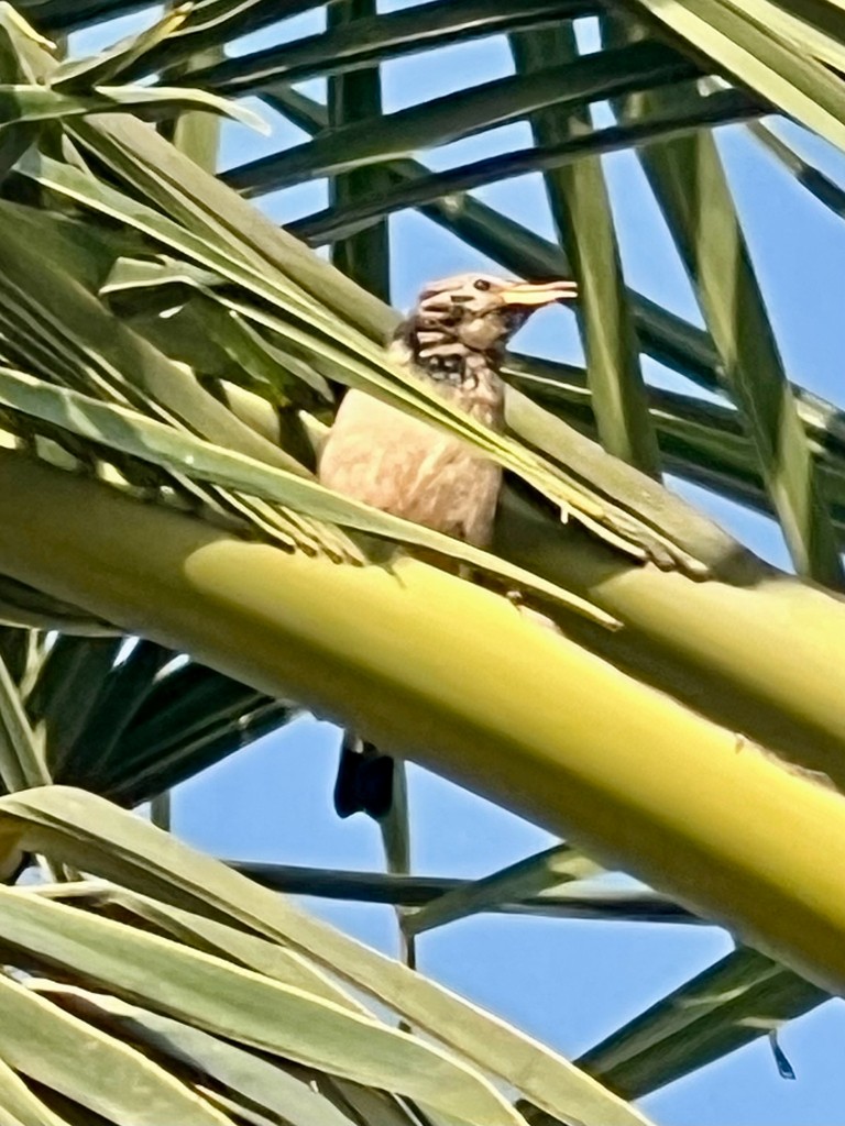 Rosy Starling - ML646115724