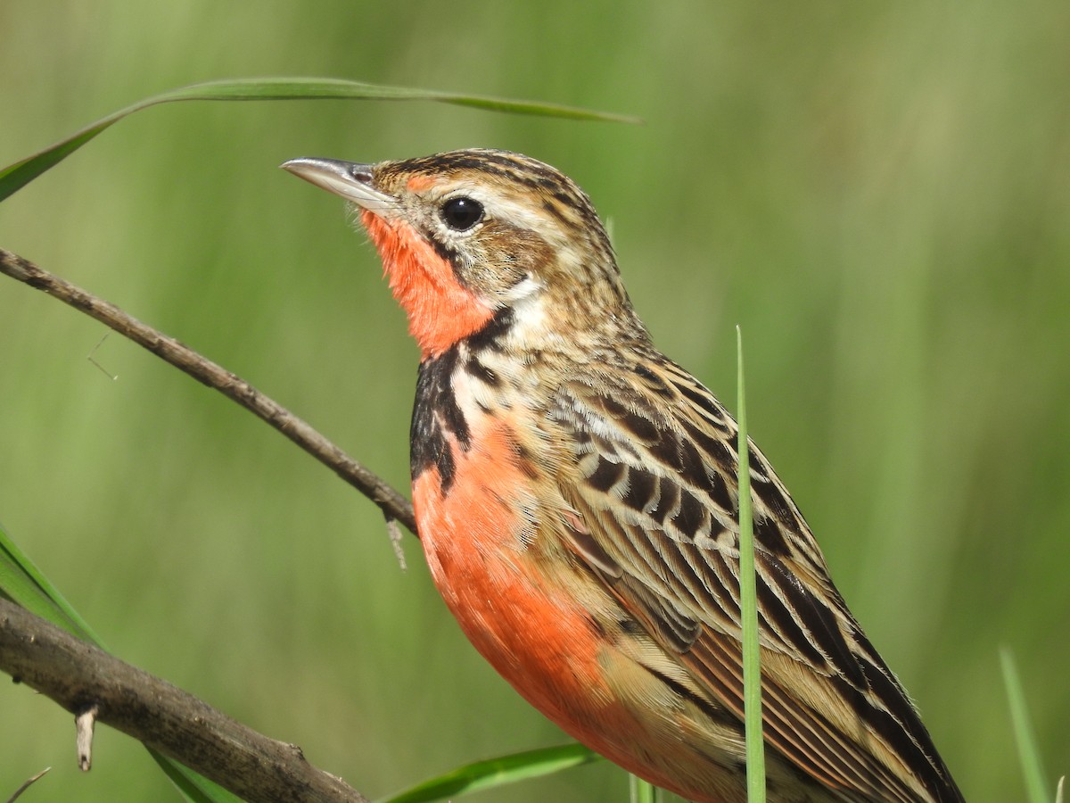 Rosy-throated Longclaw - ML646115725