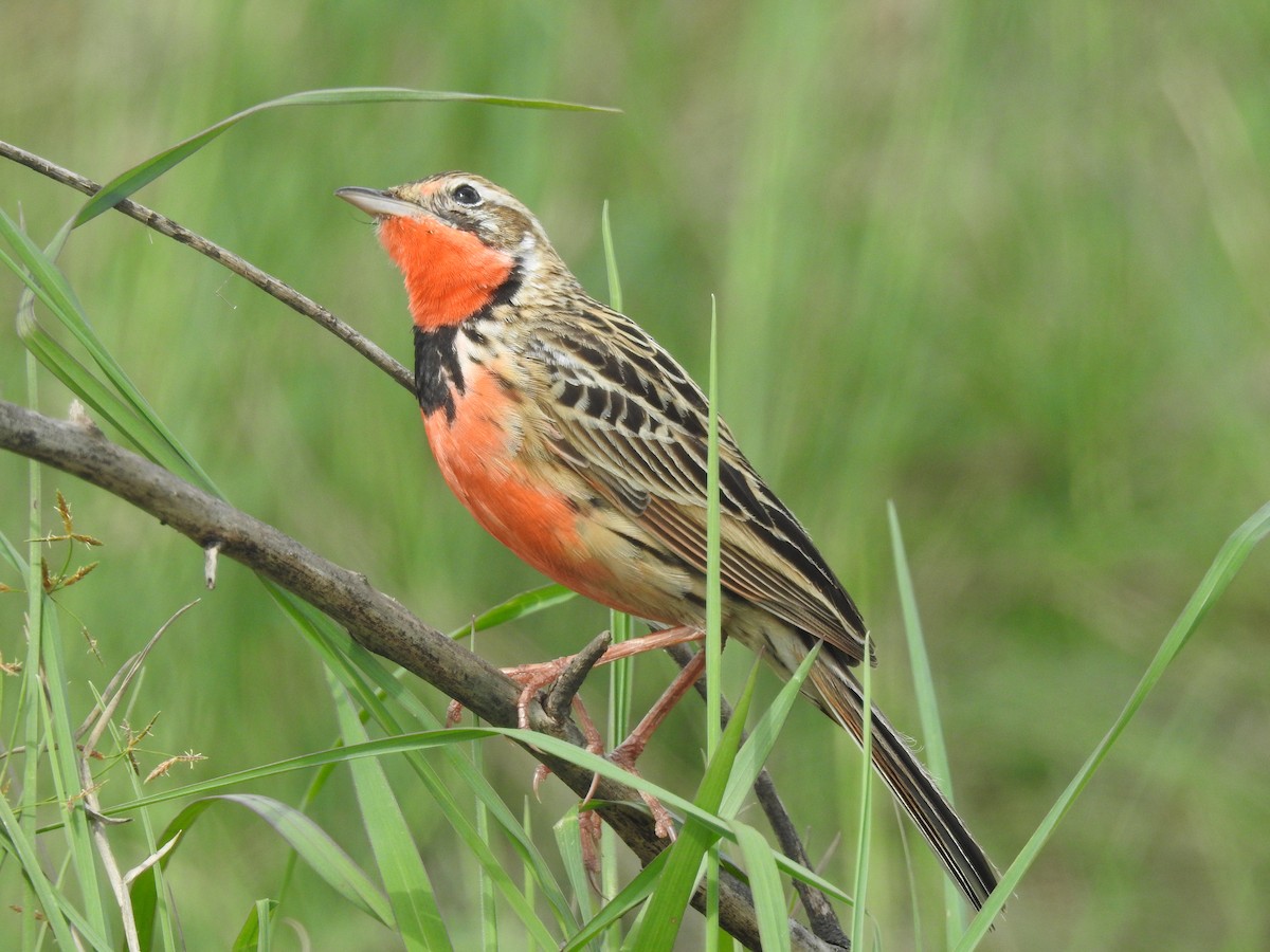 Rosy-throated Longclaw - ML646115726