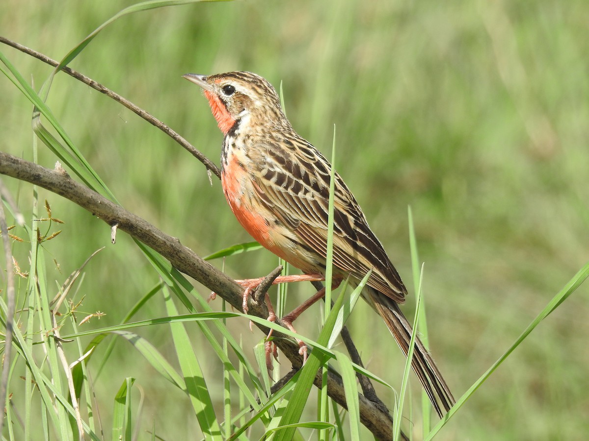 Rosy-throated Longclaw - ML646115727