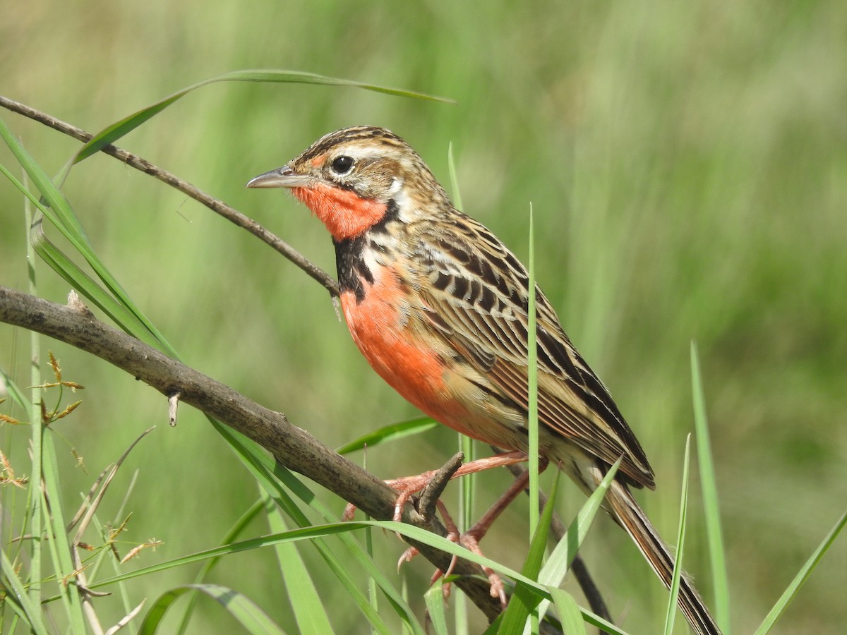 Rosy-throated Longclaw - ML646115728