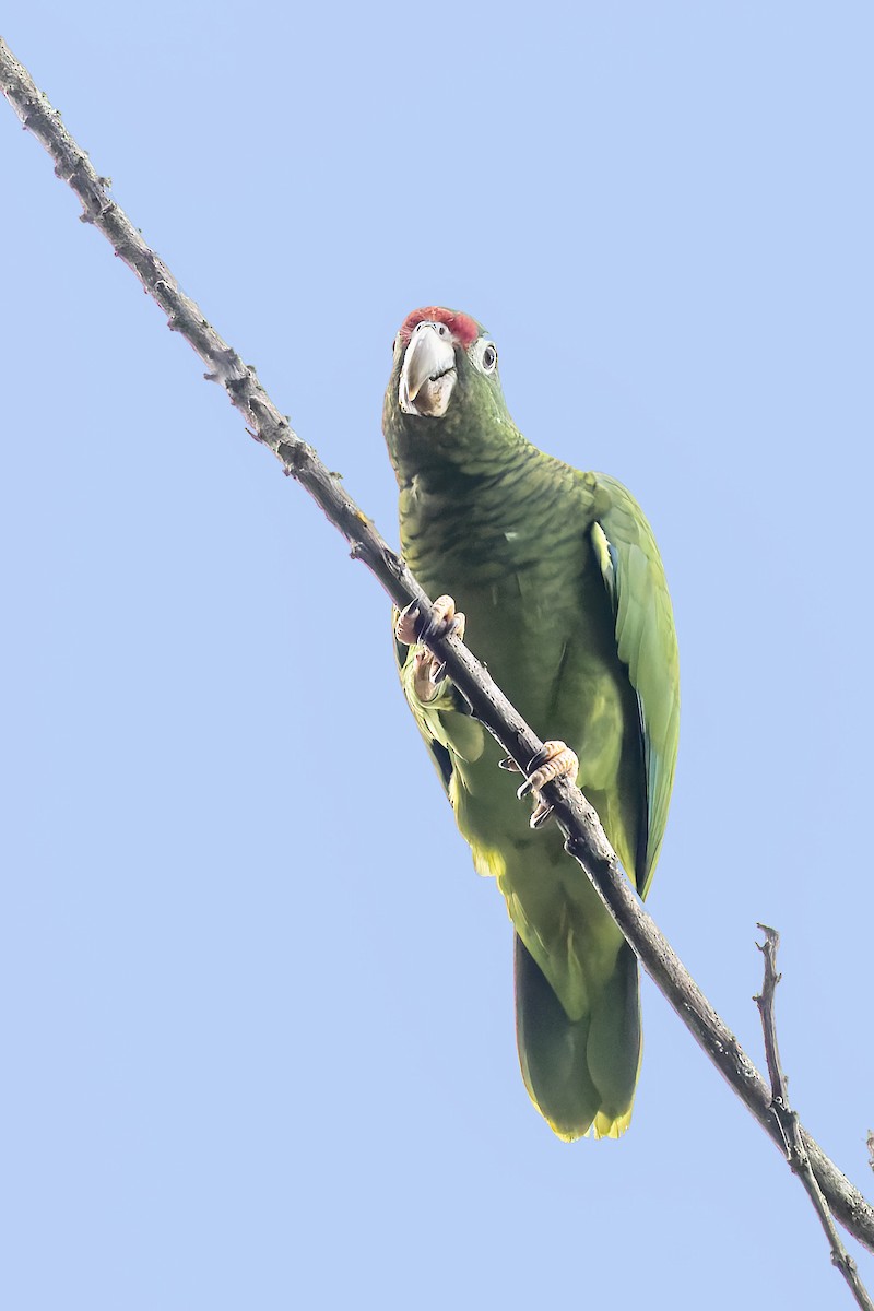 Puerto Rican Amazon - ML646115729