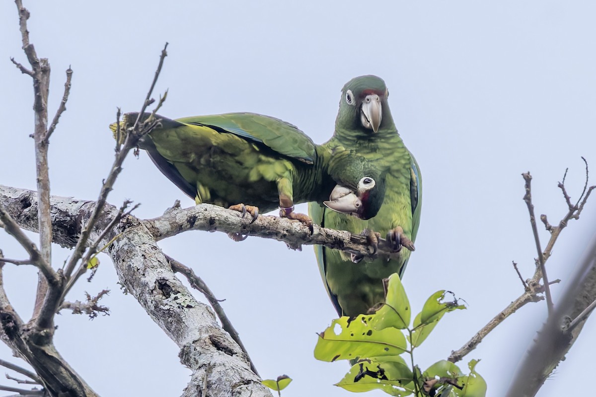 Puerto Rican Amazon - ML646115730