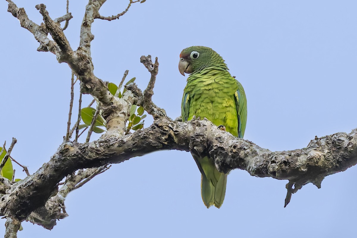 Puerto Rican Amazon - ML646115731