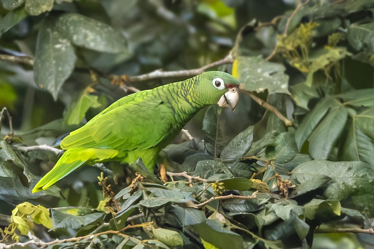 Puerto Rican Amazon - ML646115732
