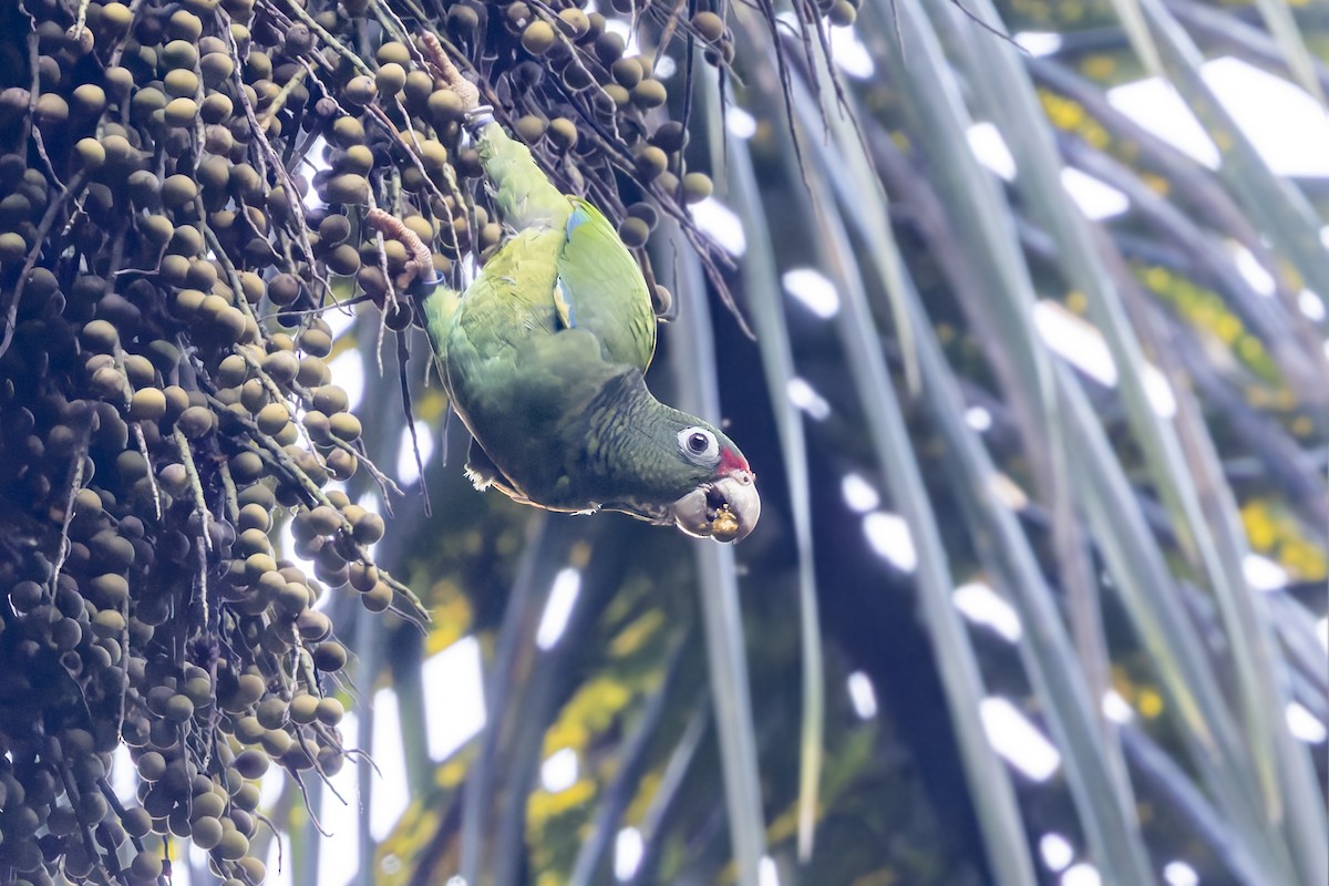 Puerto Rican Amazon - ML646115733