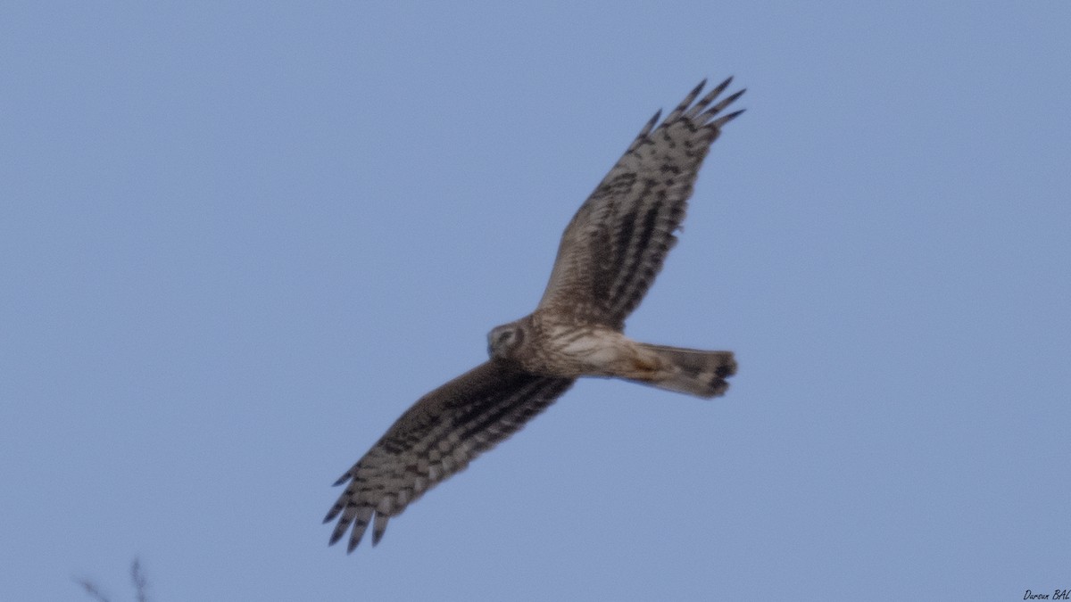 Hen Harrier - ML646115734