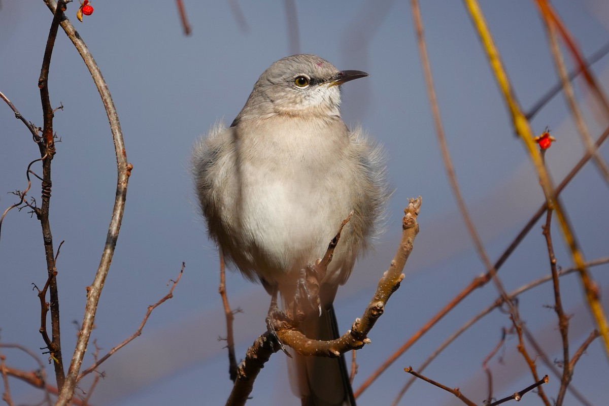 Northern Mockingbird - ML646115737