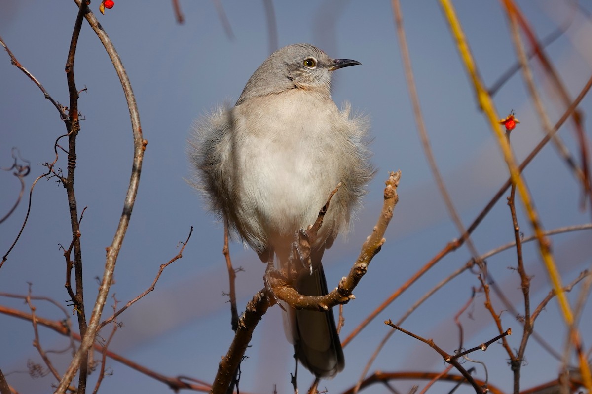 Northern Mockingbird - ML646115738
