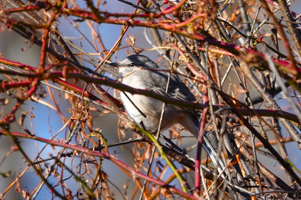 Northern Mockingbird - ML646115744
