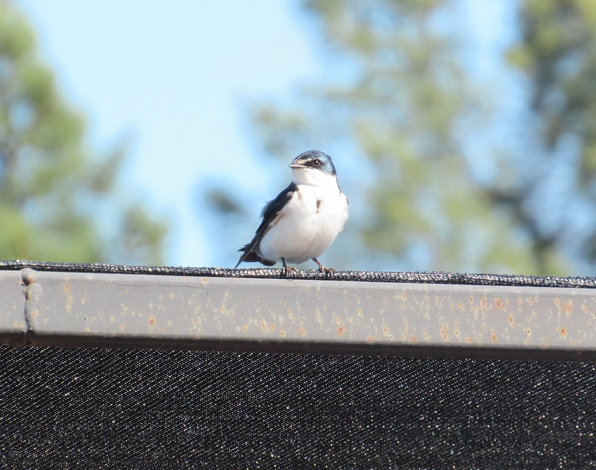 Hirondelle à diadème - ML646115745