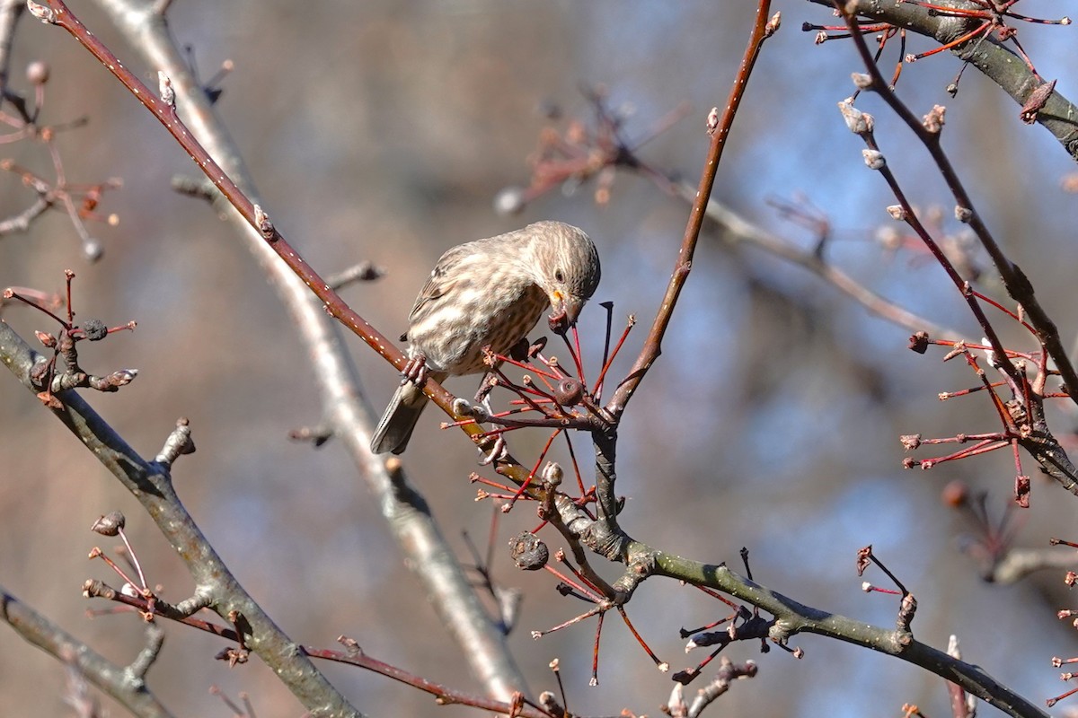 Мексиканская чечевица - ML646115759