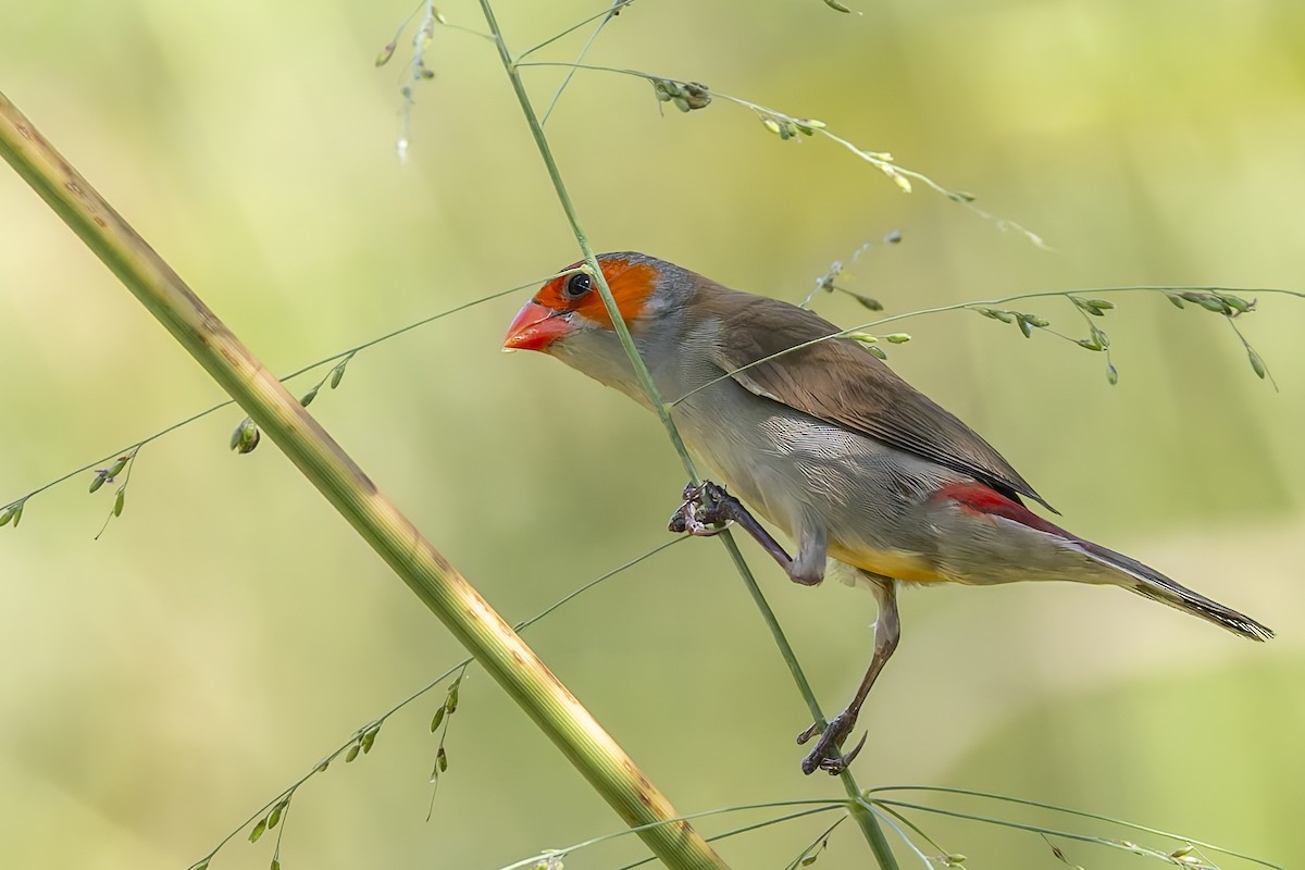 Orange-cheeked Waxbill - ML646115760