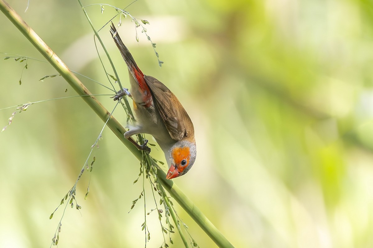 Orange-cheeked Waxbill - ML646115761