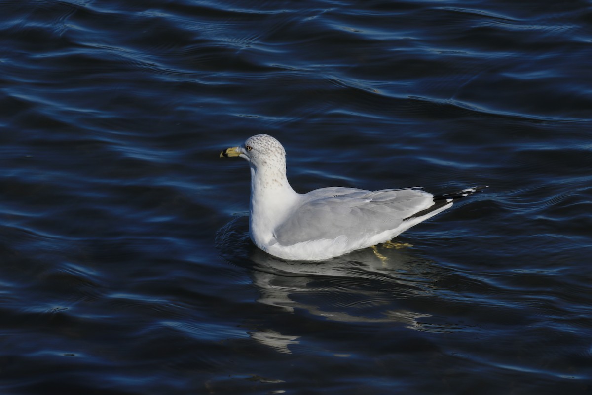 Ringschnabelmöwe - ML646115762