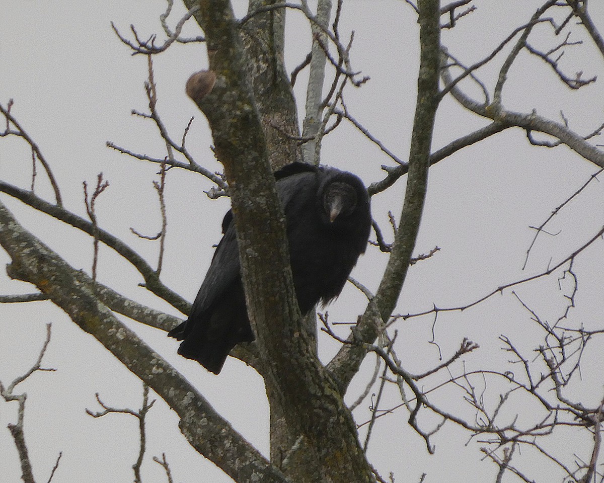 Black Vulture - ML646115764