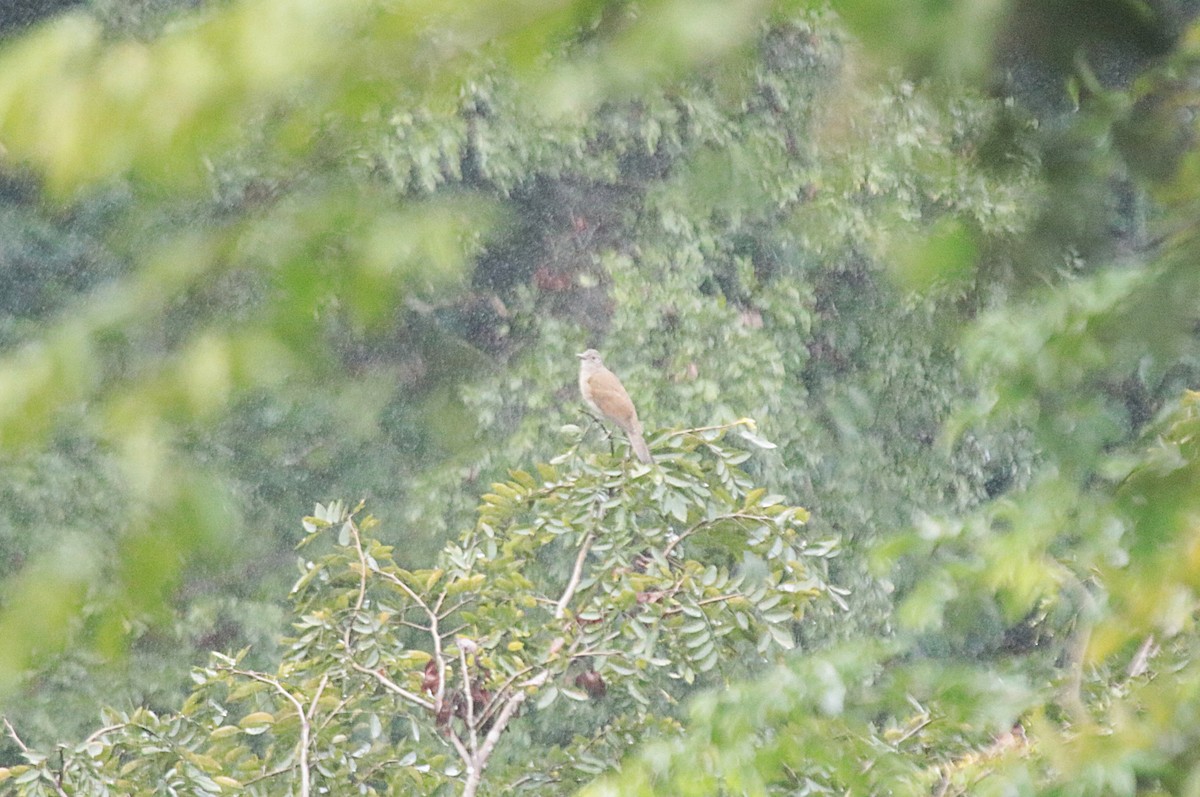 Pale-breasted Thrush - ML646115766