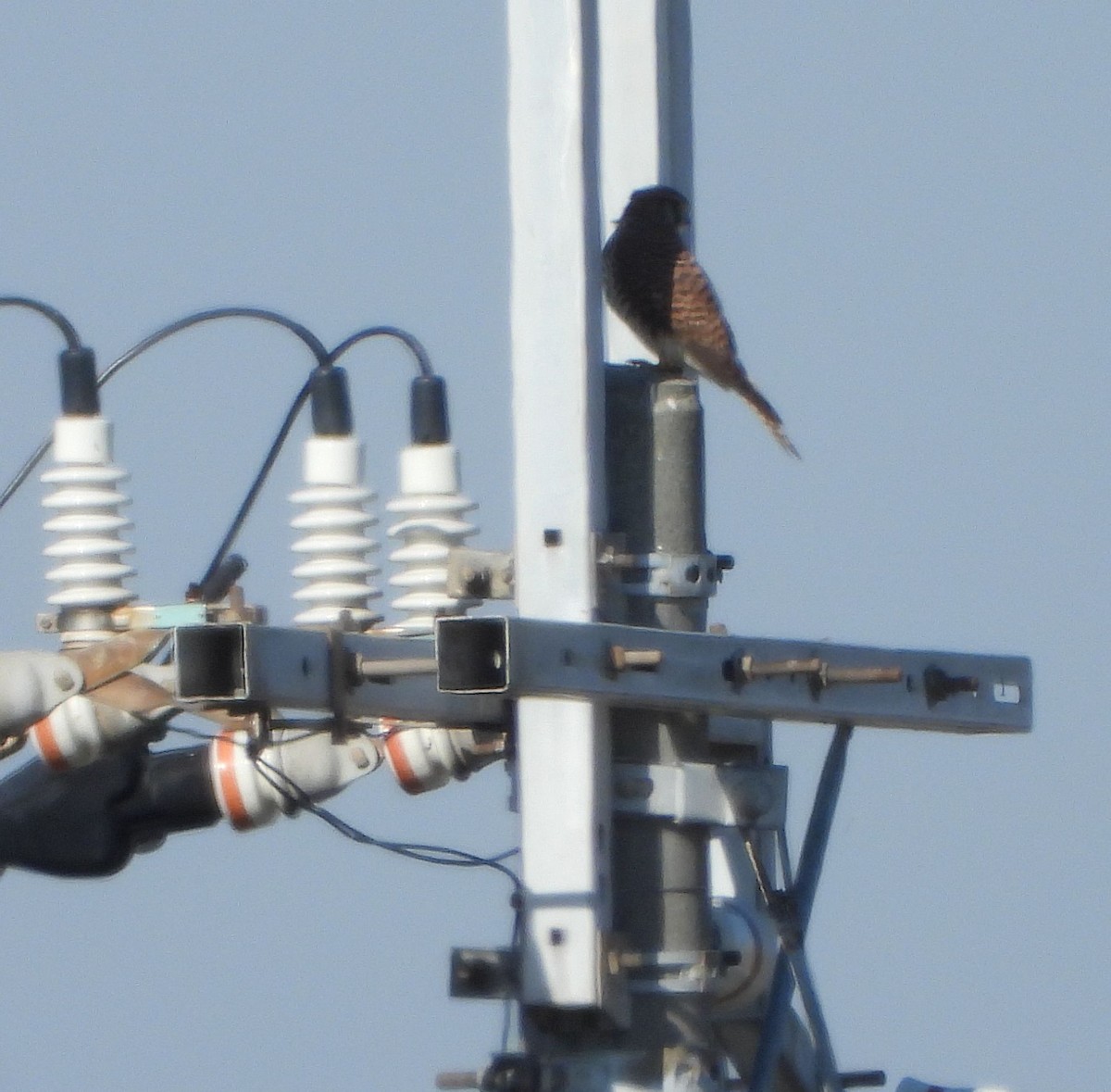 Eurasian Kestrel - ML646115770