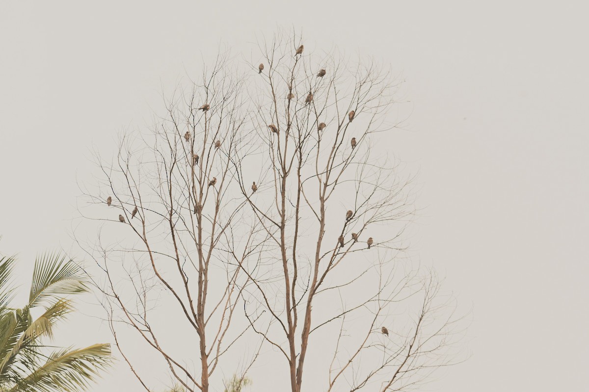 Rosy Starling - ML646115772