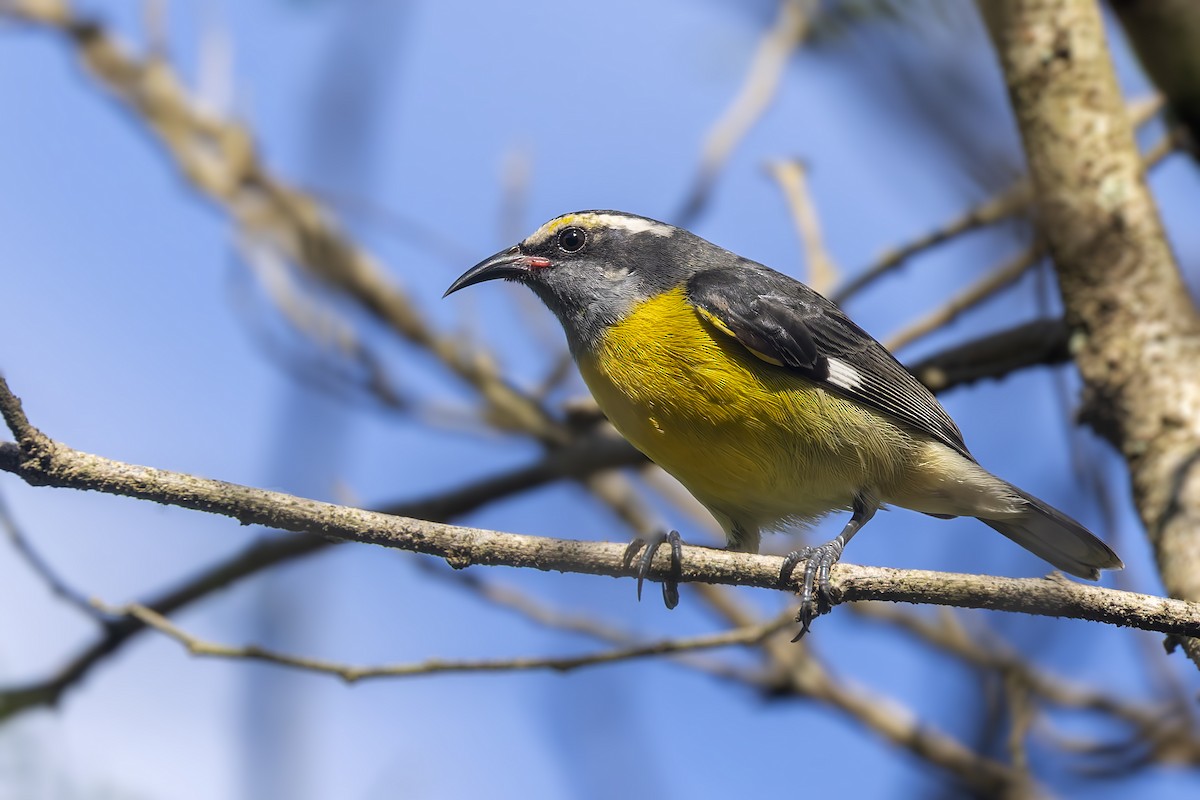 Bananaquit (Puerto Rico) - ML646115776