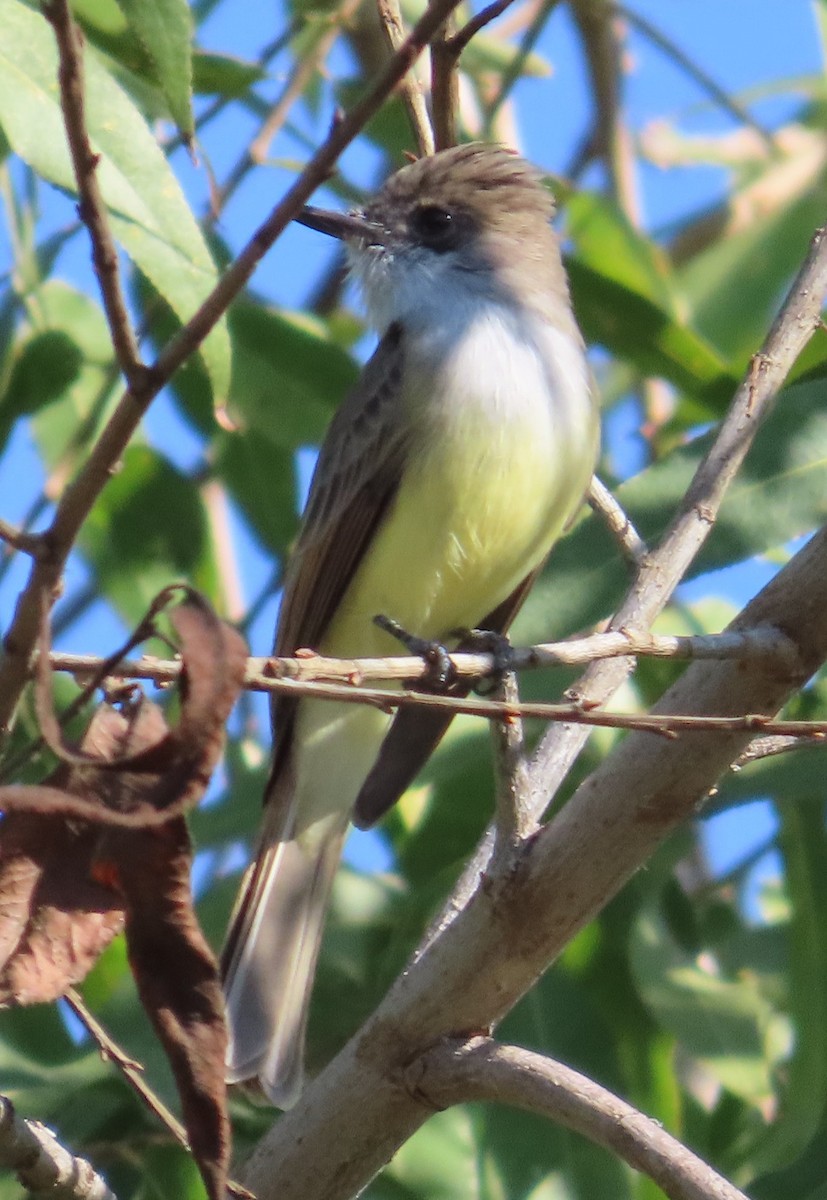 Dusky-capped Flycatcher - ML646115787