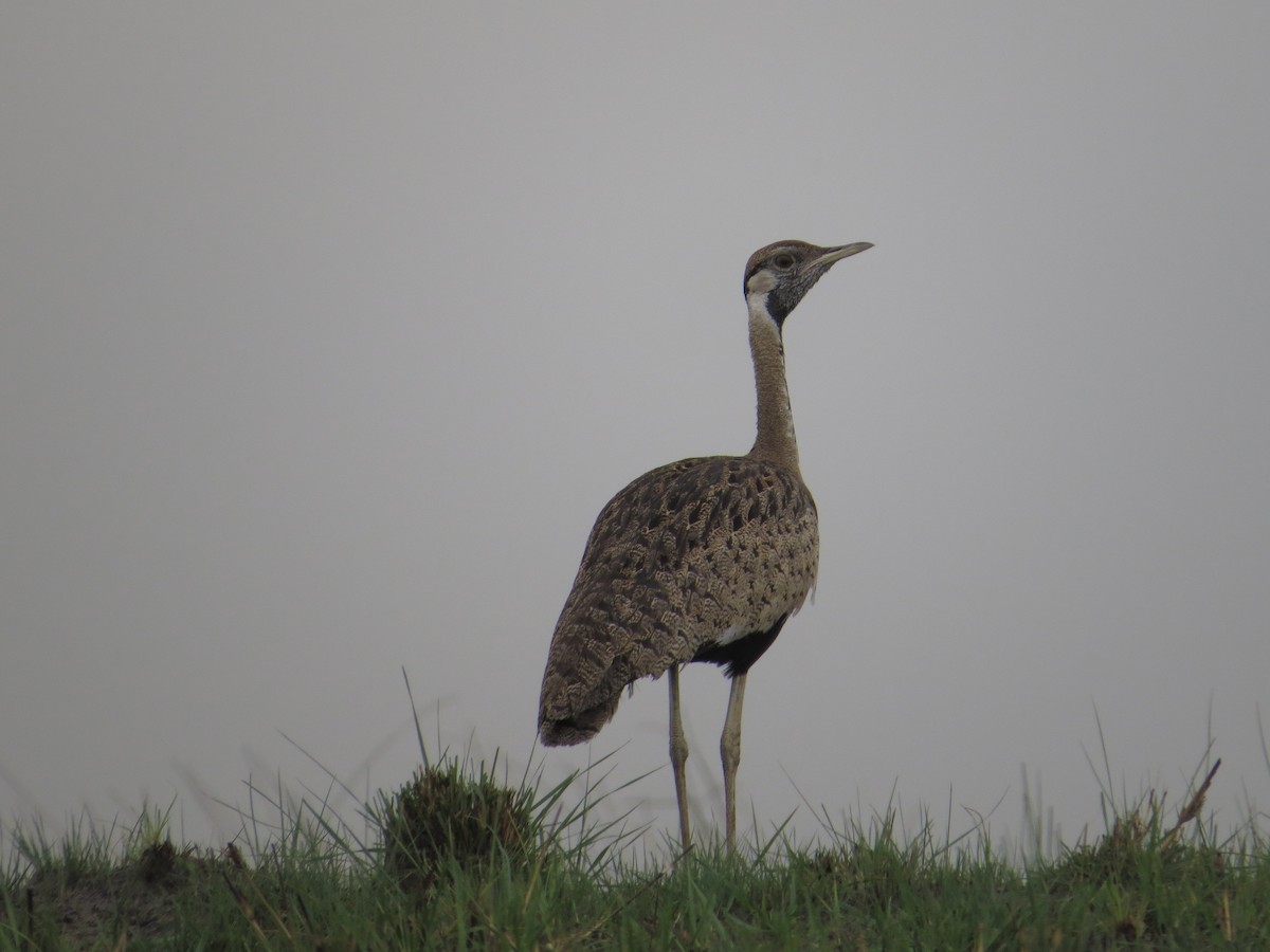 Black-bellied Bustard - ML646115792