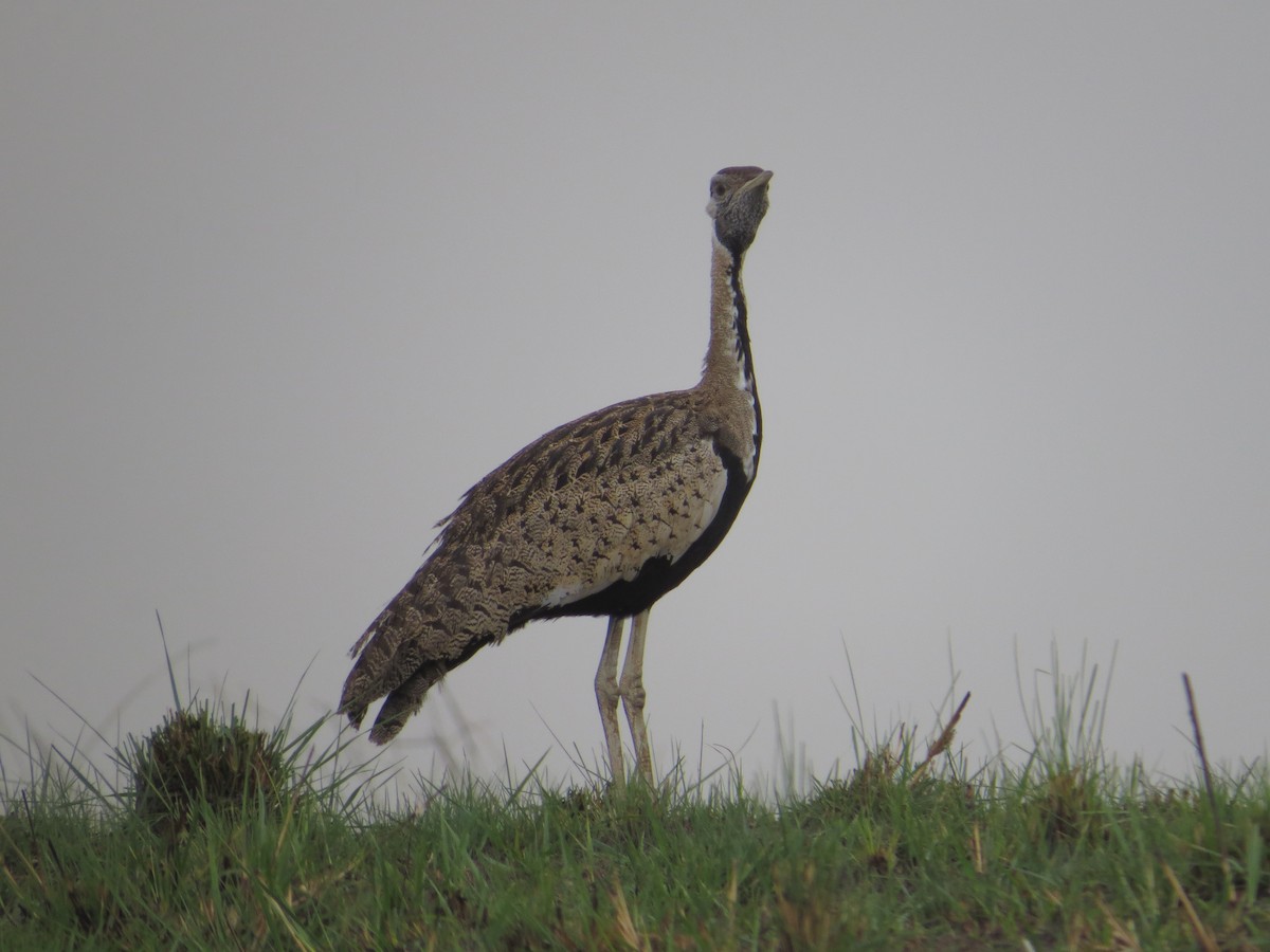 Black-bellied Bustard - ML646115793