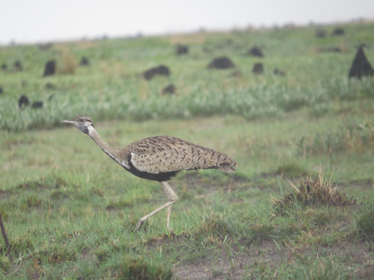 Black-bellied Bustard - ML646115794