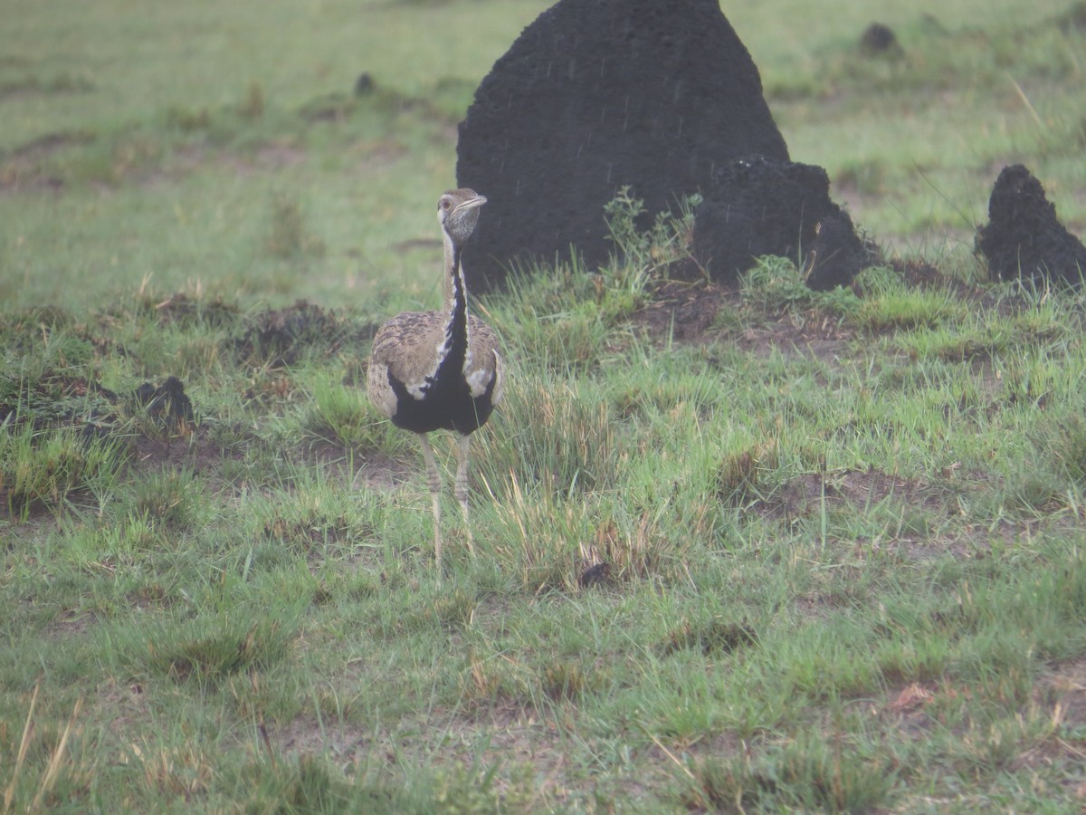 Black-bellied Bustard - ML646115795