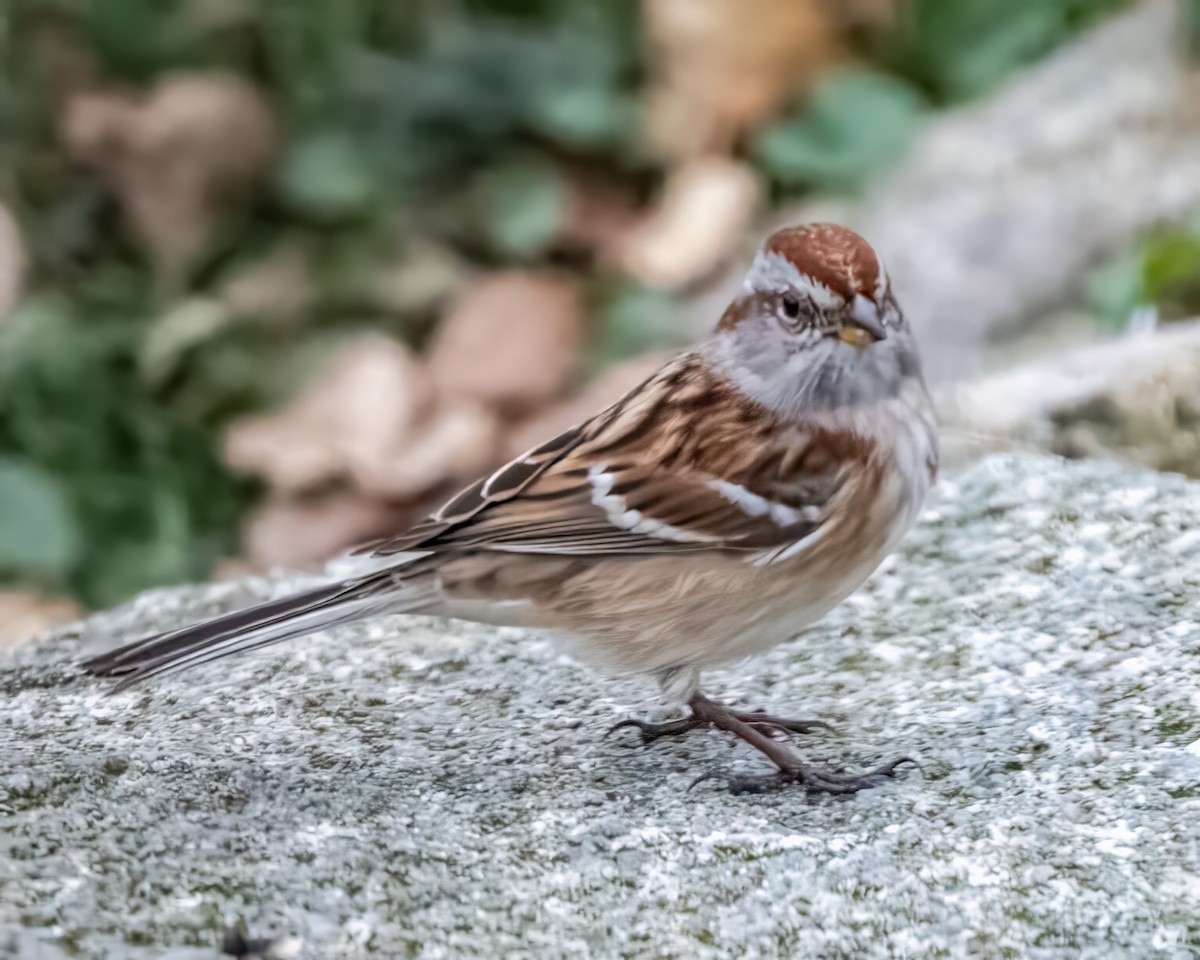 Пасовник північний - ML646115800