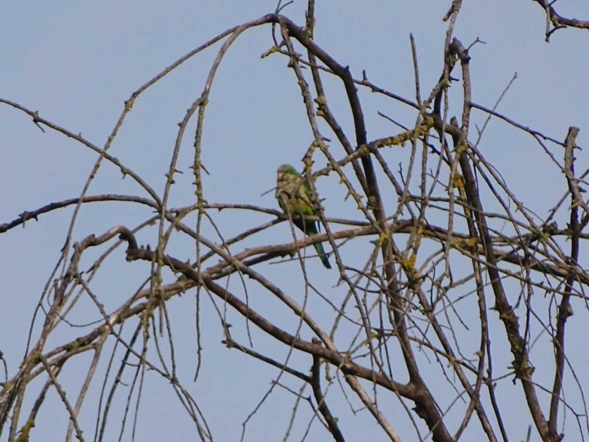 Monk Parakeet - ML646115801