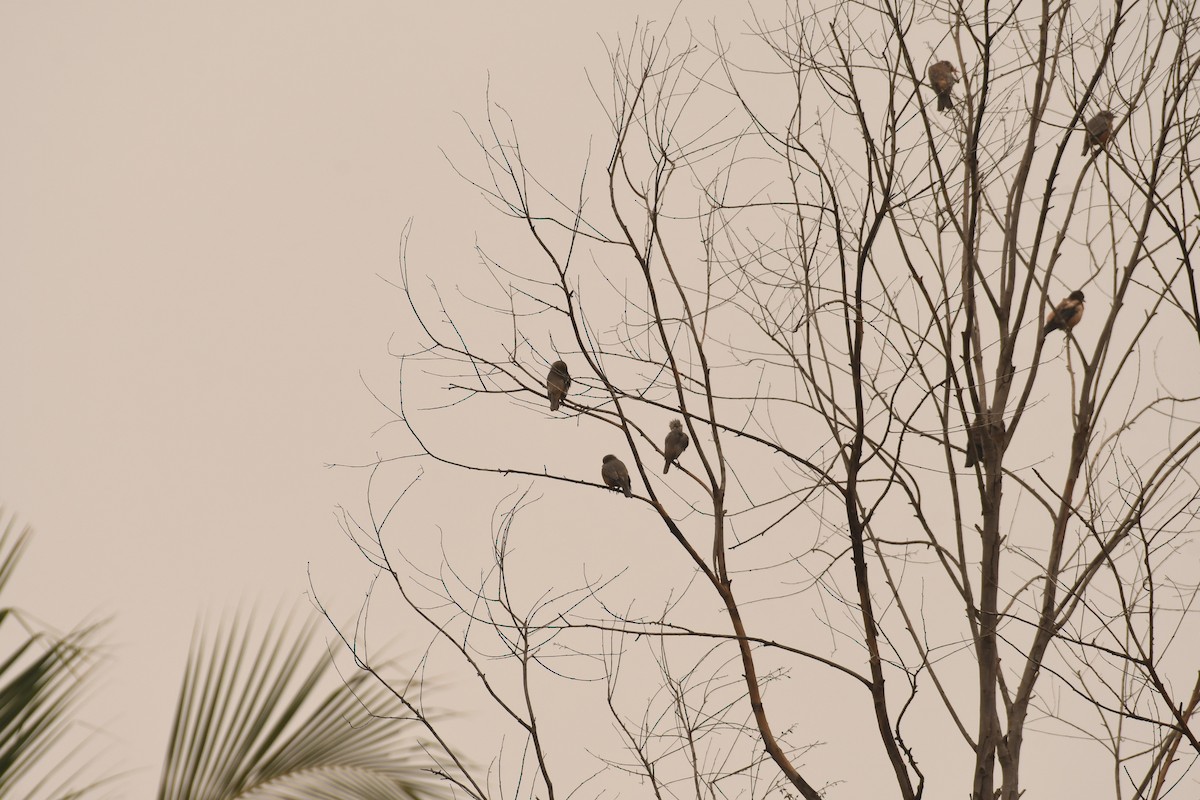 Rosy Starling - ML646115813