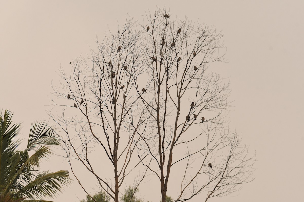 Rosy Starling - ML646115816