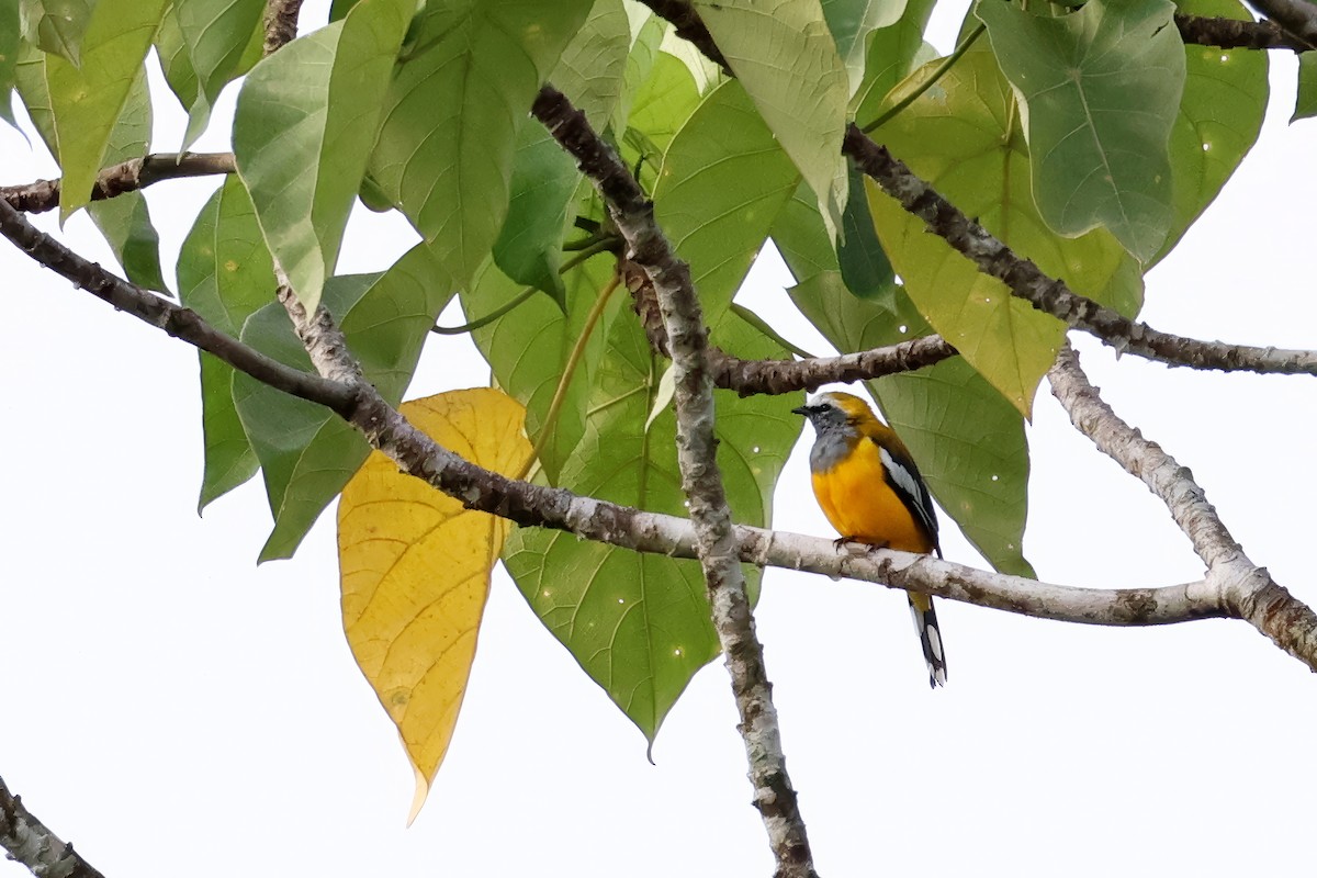 Golden Cuckooshrike - ML646115818