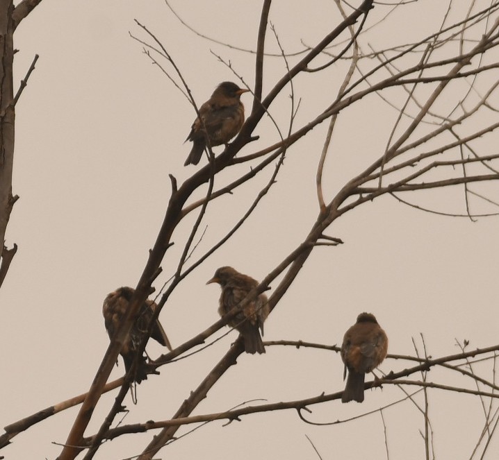 Rosy Starling - ML646115819