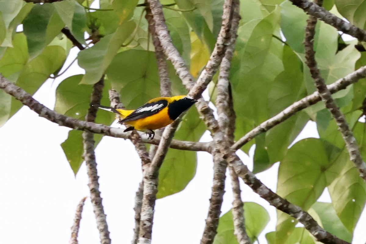 Golden Cuckooshrike - ML646115826