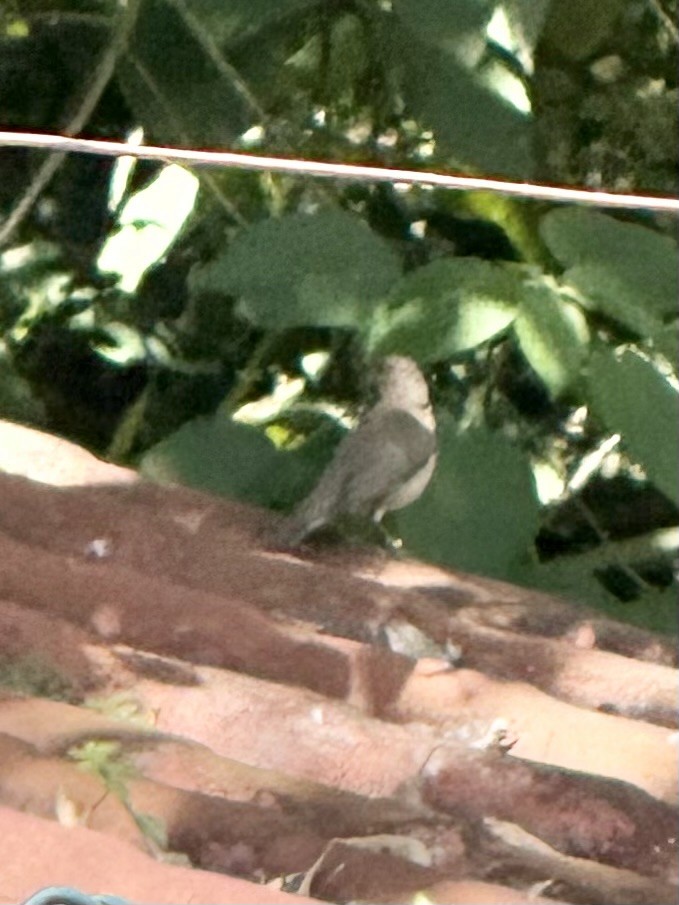 Great Thrush - ML646115831