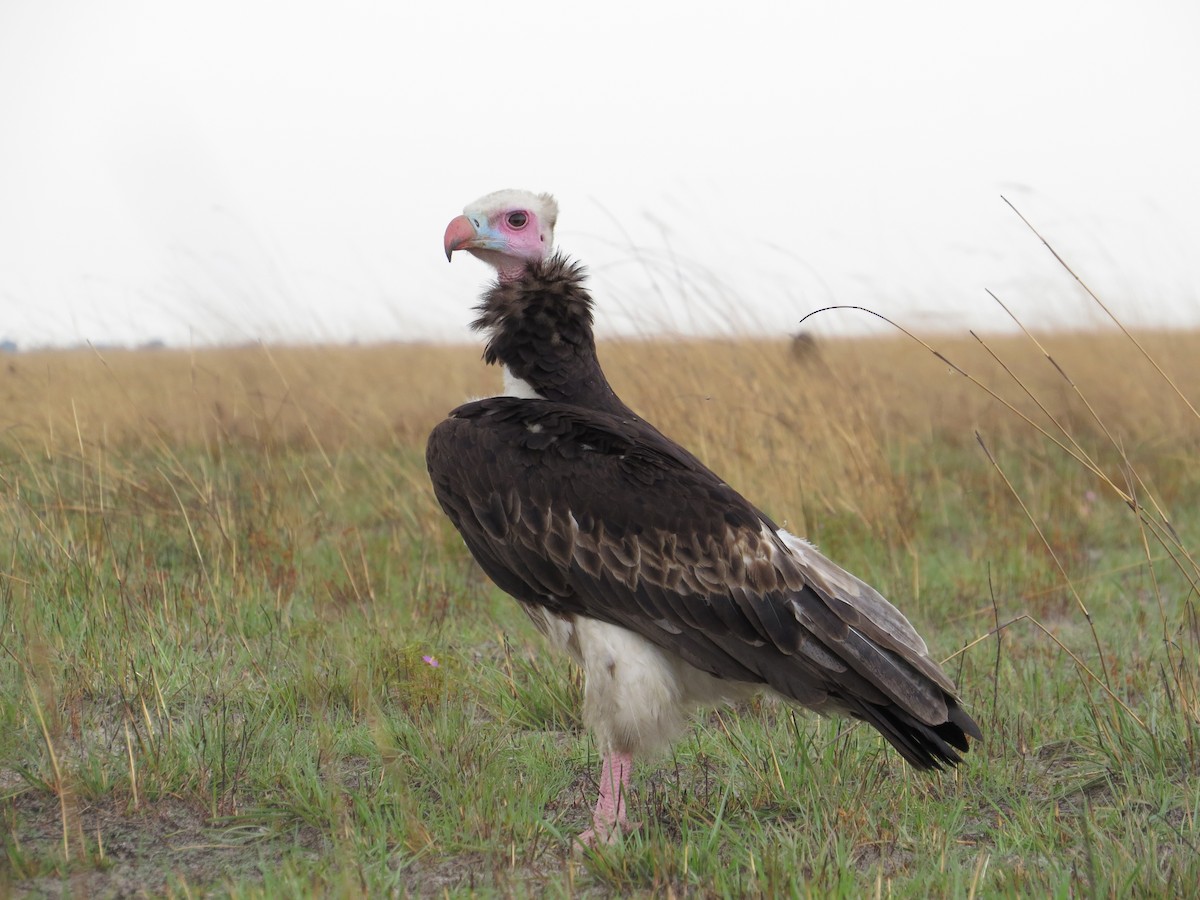 Гриф білоголовий - ML646115834