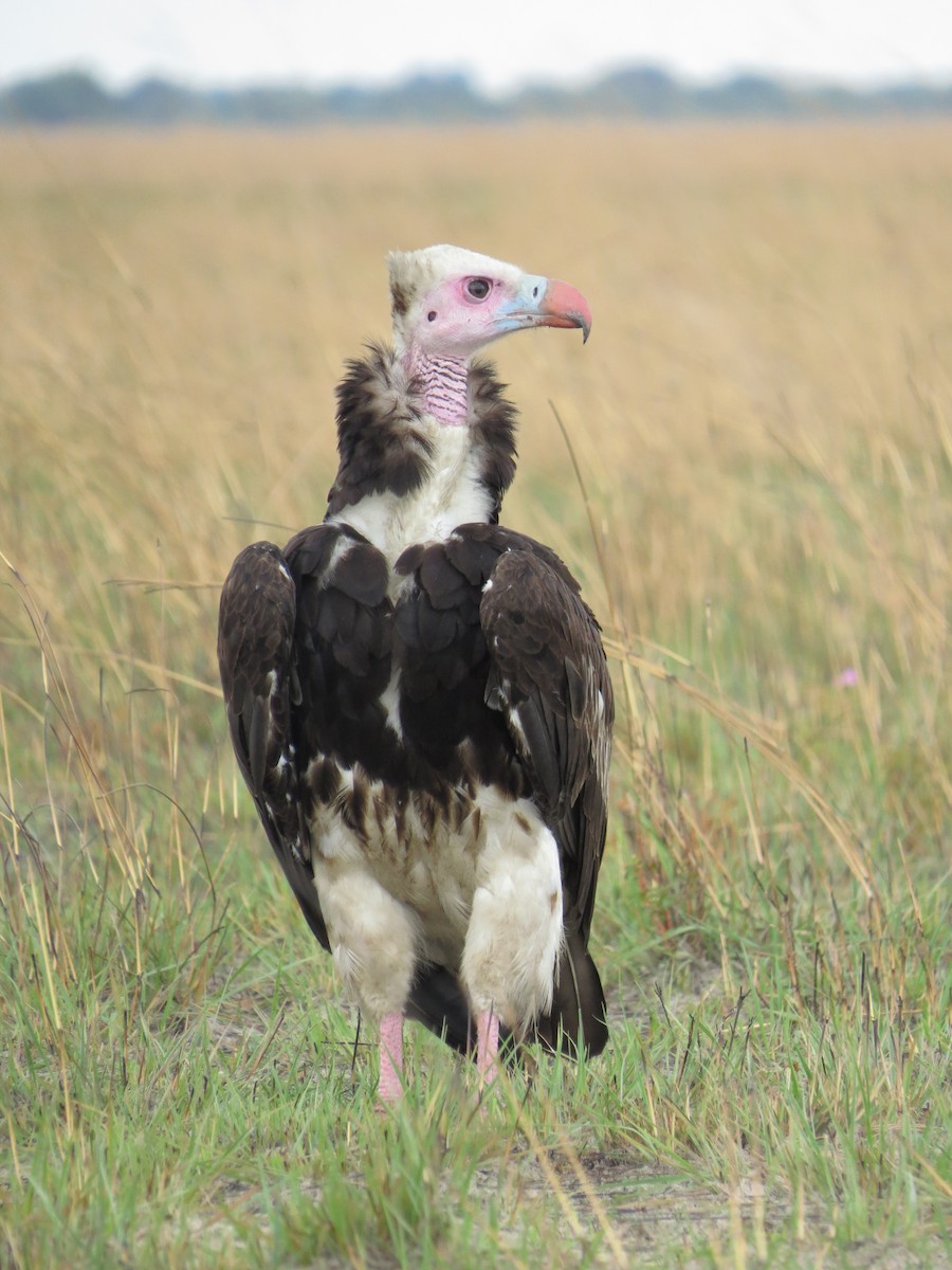 Гриф білоголовий - ML646115835